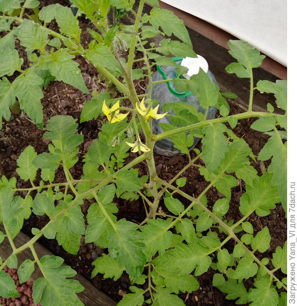 Помидоры даже в теплице ещё только цветут...