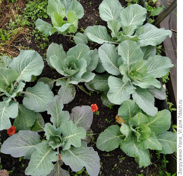 Капуста кочаны пока не завязывает, но красивая