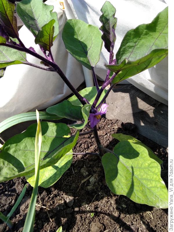 Первый цветок на баклажане