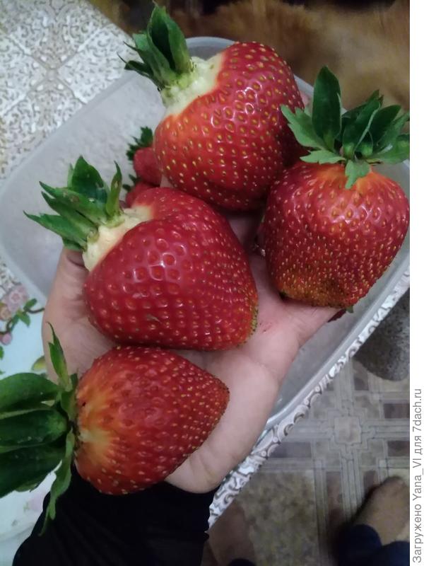 Клубника только началась, но первая самая крупная :)