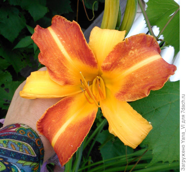 Кусочек солнышка в хмурое лето :)