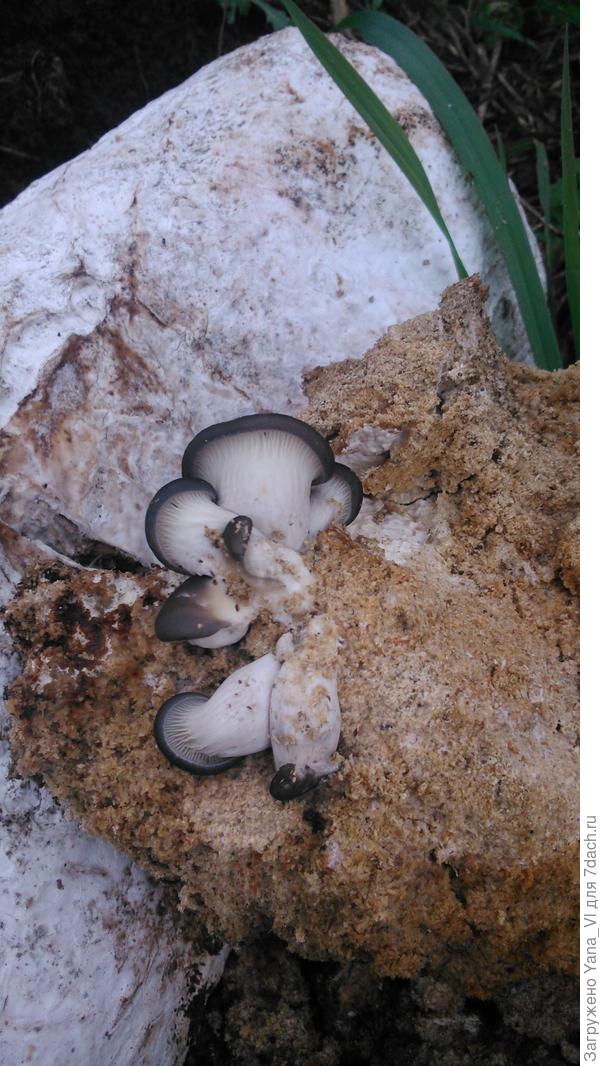 Грибочки малыши в уже разодранном блоке (видны опилки, набитые внутри)