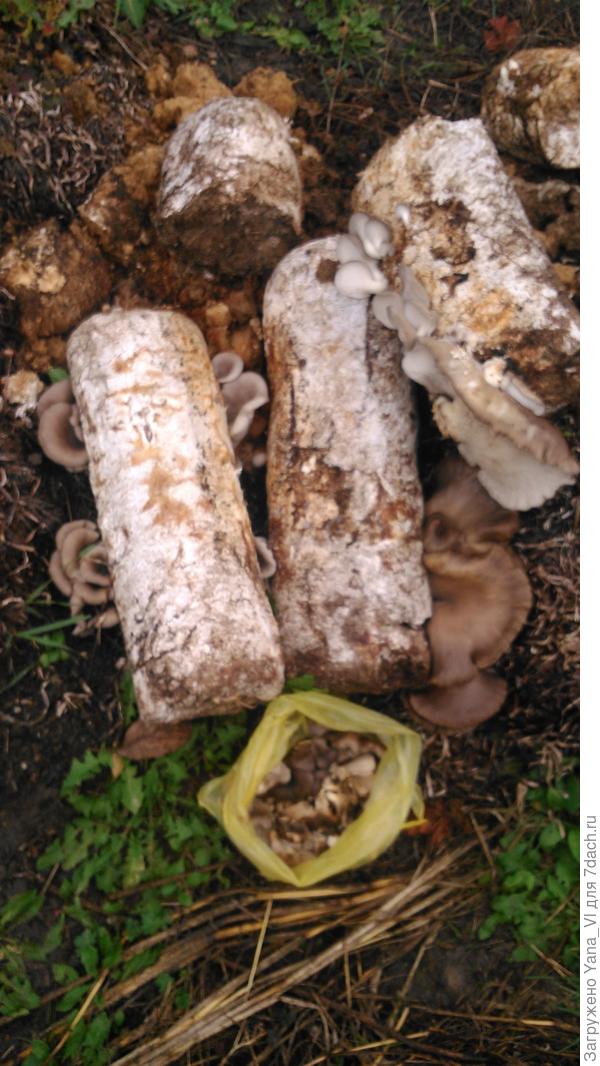 Блоки (на боках грибы-вешенки)