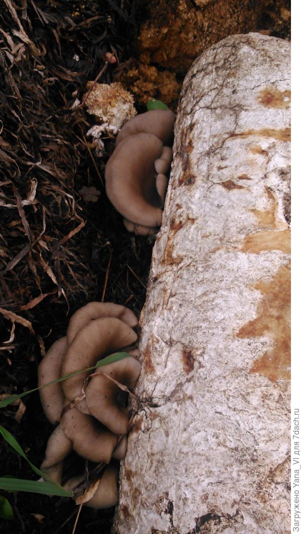 Крупным планом