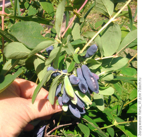 Загогулинка