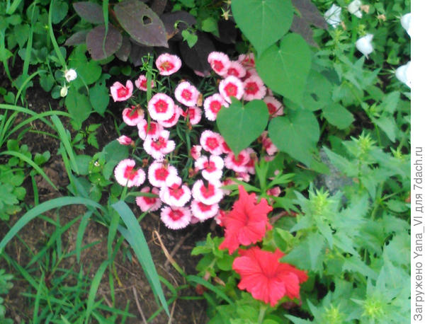 Бело-розовая крупным планом