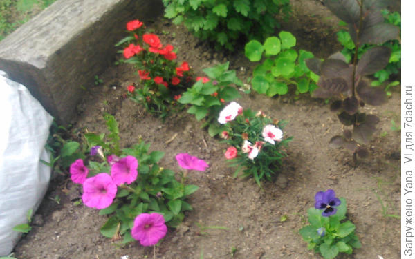 Здесь видно обе, отрастают после тяжёлой зимовки