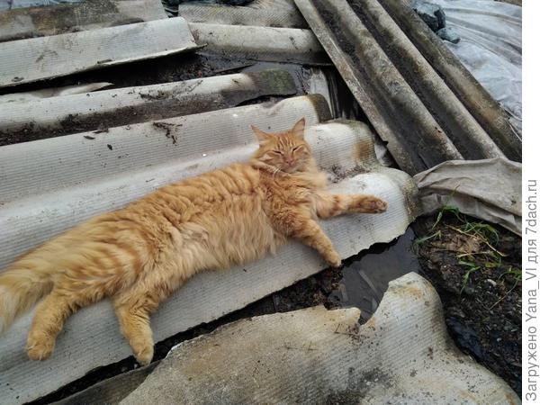 Котя утомился помогать хозяйке помидоры измерять, отдыхает :)