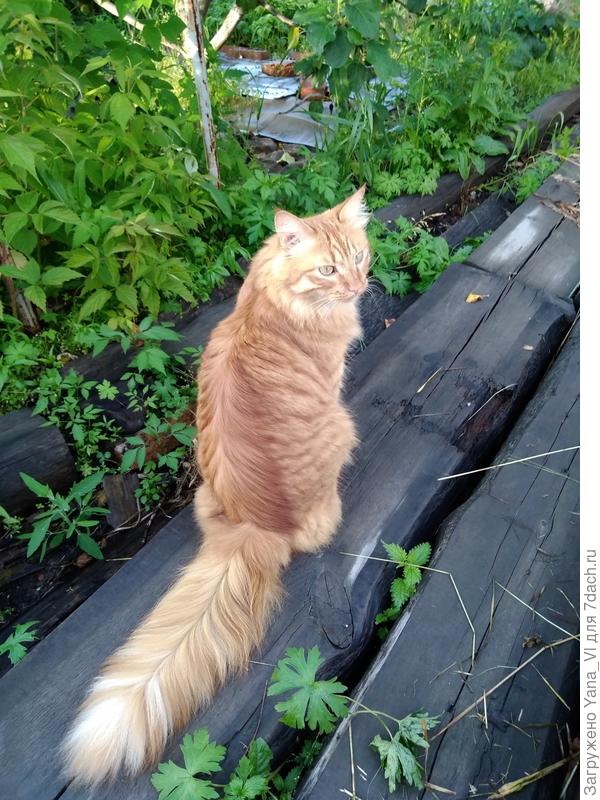 От Рыжего Витасу привет! :) Пусть бережёт хозяйку!