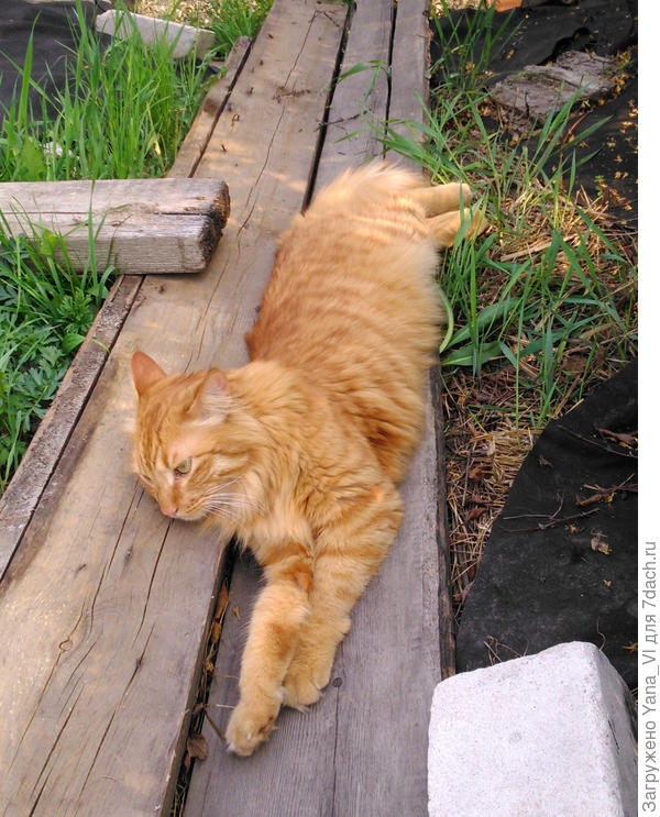 Нащёл сухое местечко, отдыхает  :)