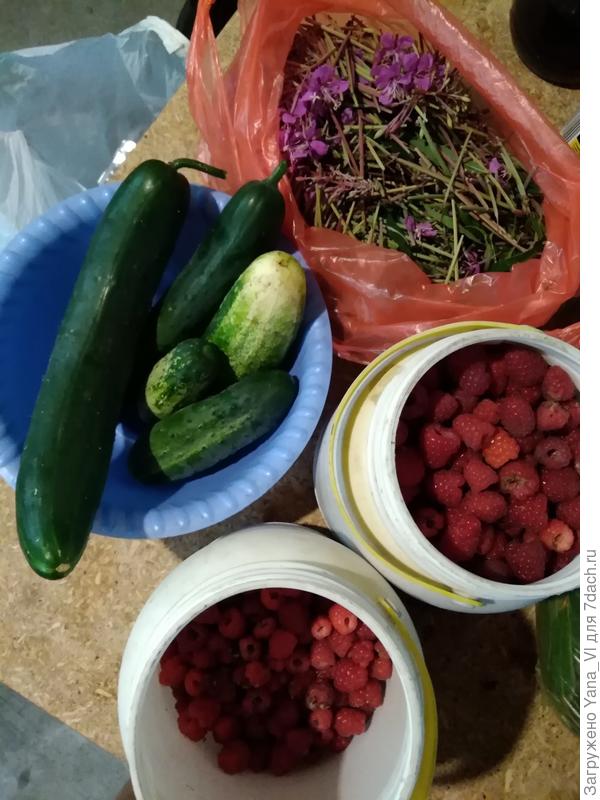 Первые огурцы с открытого грунта