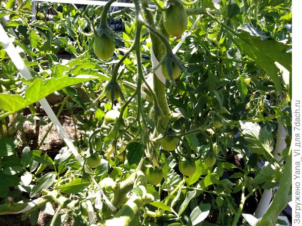 Самая длинная кисть, но помидорки ещё мелкие на ней