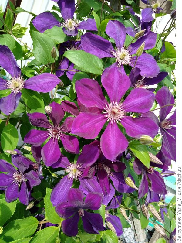 Вместо букета - куст клематиса ;)