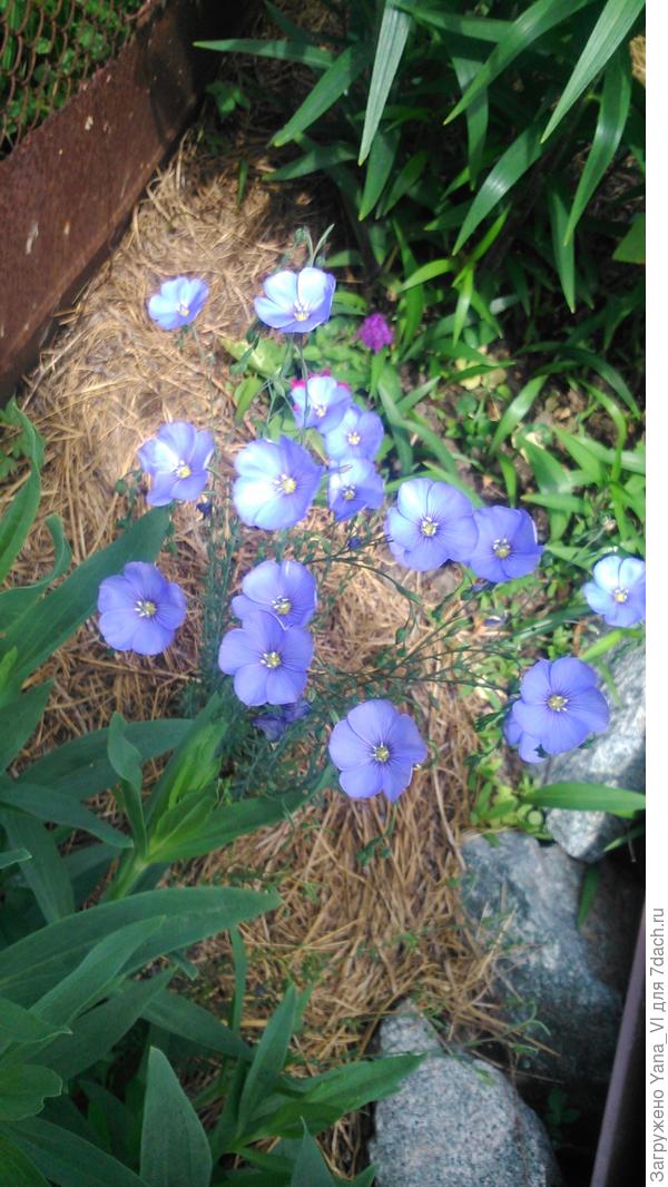 Лён голубой