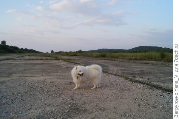 полоса