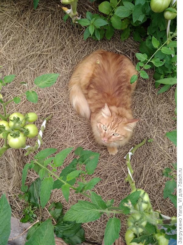 Лежит в засаде :)