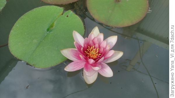 моя красавица