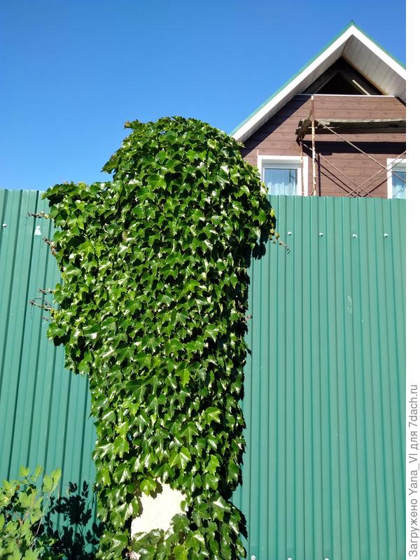 Заплетает бетонный столб-опору забора