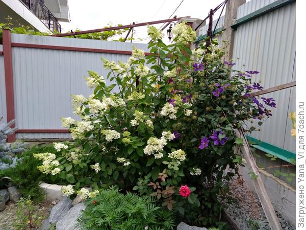 Моя &quot;малышка&quot; только начинает зацветать. К осени тоже становиться розовой