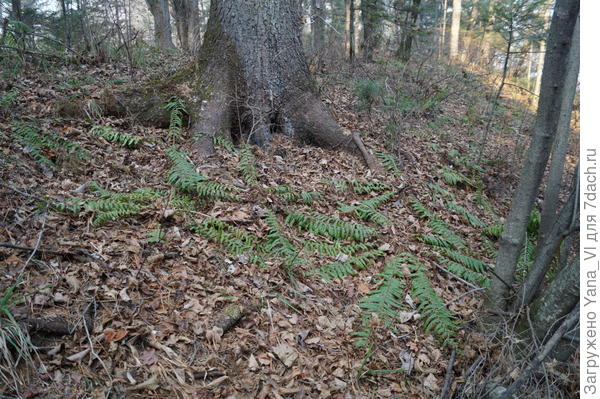 Вот так лежат