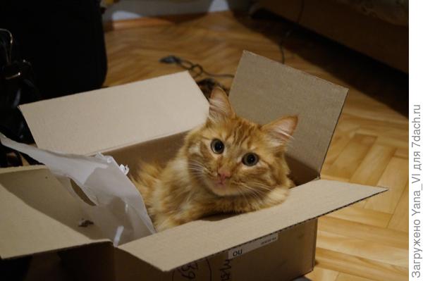 Уже упаковался...  Сам.