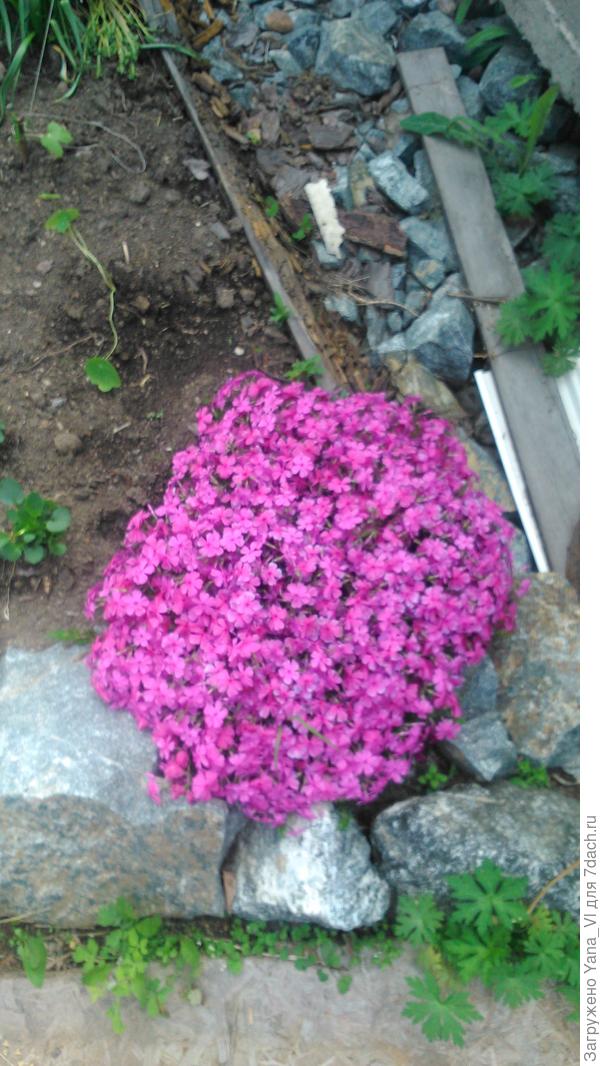 Мой малыш на краешке другой клумбы :)