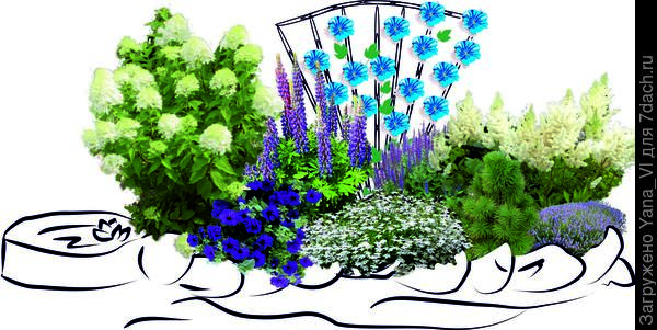 Синяя с белой астильбой