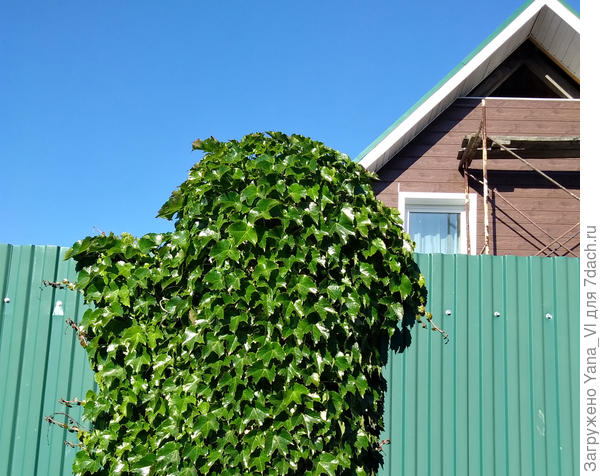 Это он с другой стороны забора так выглядит