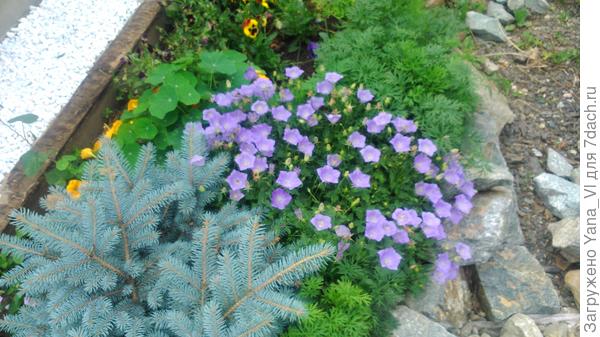 Голубой с ёлочкой