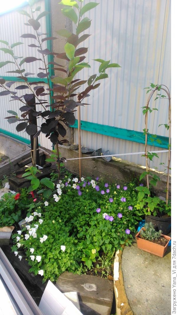 голубой и белый под чёремухой (ещё только начинают распускаться)