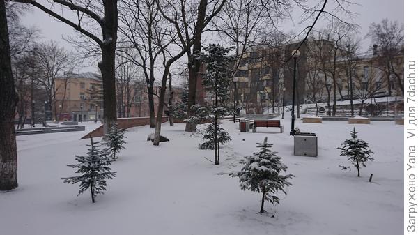 маленькие елочки