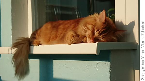 Всё таки котик прав - нет ничего лучше солнышка!