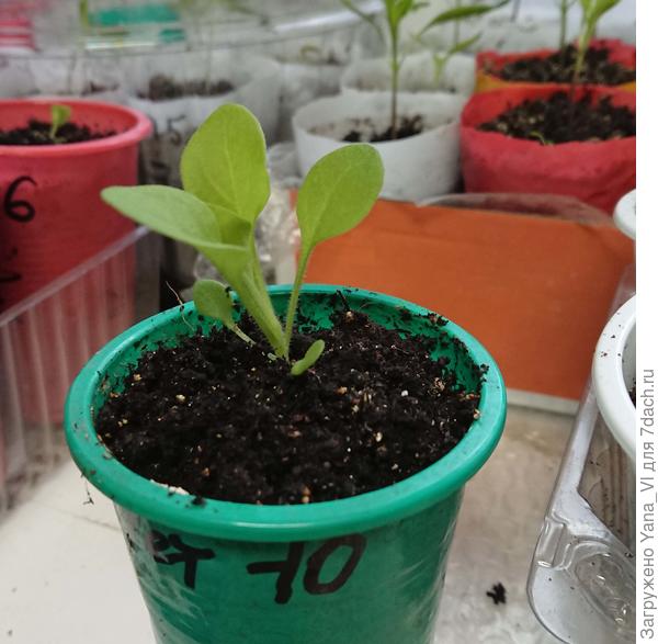 Марко-Поло розовая :)