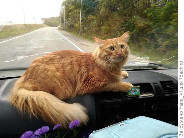 Украшение для торпеды авто