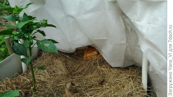 Помидорчик в парнике