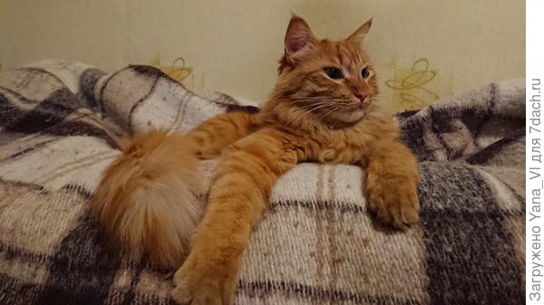 Теперь взрослый на том же самом пледе возлежит по королевски!