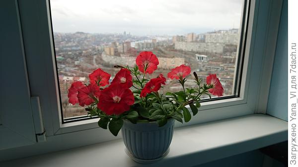 Пока цветут только петуньки, даже до подснежников далеко...