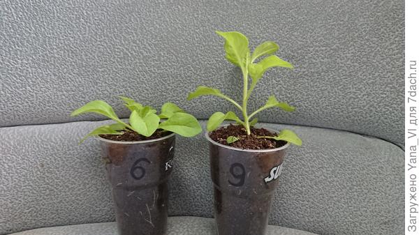 Для сравнения: справа номер 9 Марко Поло красно-белая. Прямой ствол без единого разветвления. А слева &amp;quot;Смесь окрасок&amp;quot; - у неё уже есть боковые, хоть на фото и не видно...