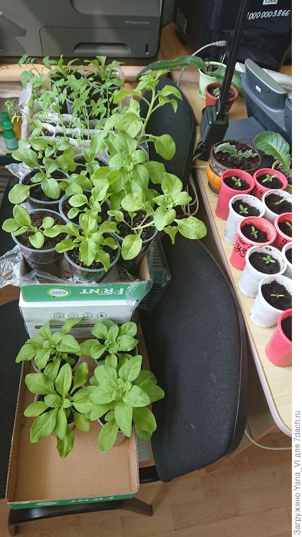 Остатки... на окно не вошли