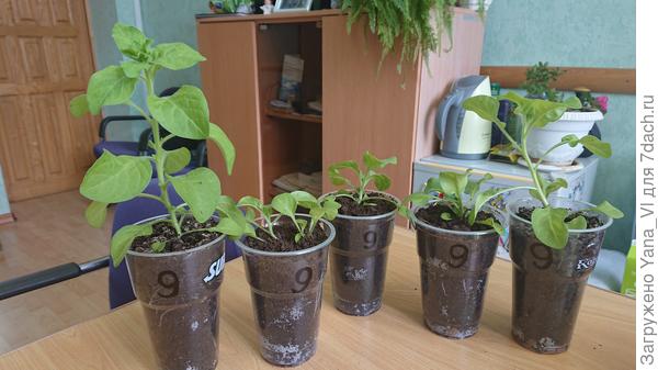 Крайняя левая начала ветвится наконец. Остальные пока нет...