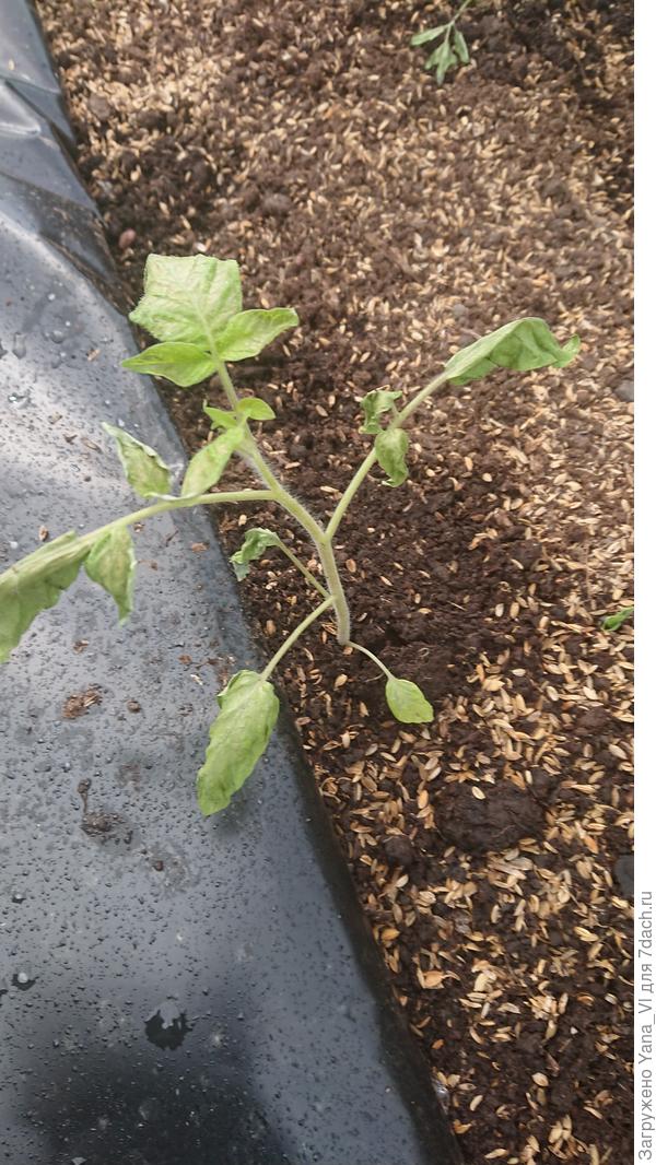 Один из страдальцев-зимовщиков ;)