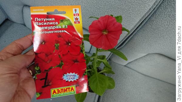 цветёт