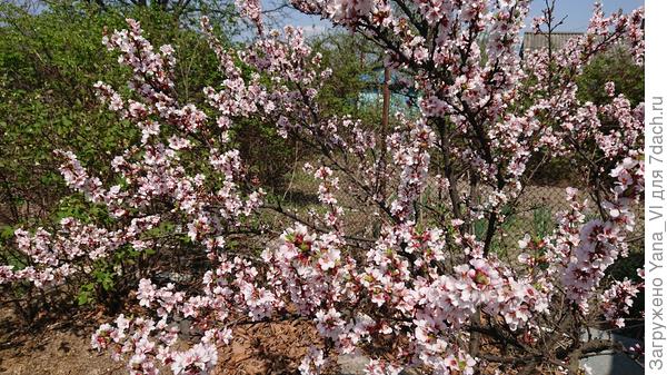 Пусть всегда сады цветут!