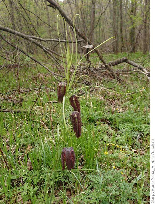 Этот просто увешан цветочками...