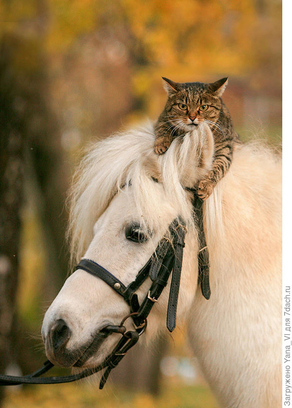 Лошадка с котиком