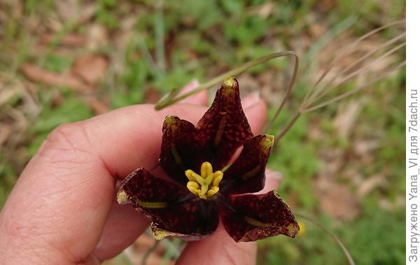 А это я цветок развернула, чтобы снять изнутри