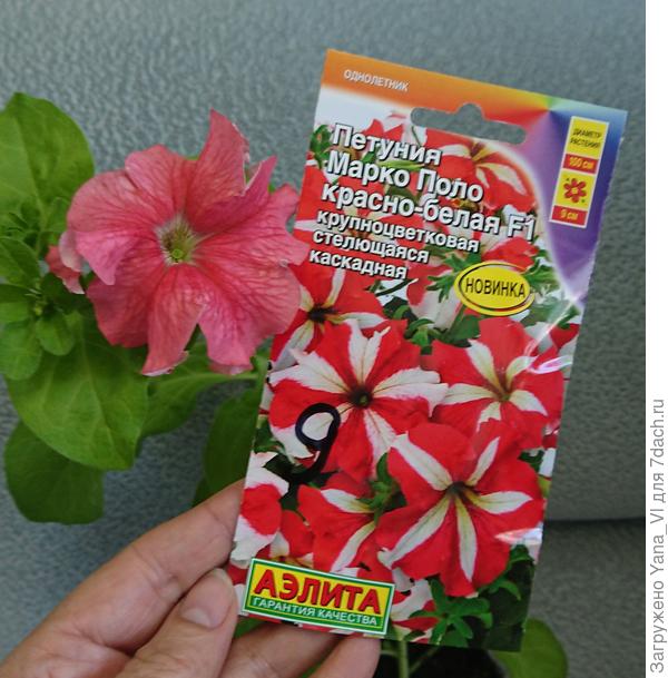 Марко Поло красно-белая (хотя может в грунте проявится, как писали выше...