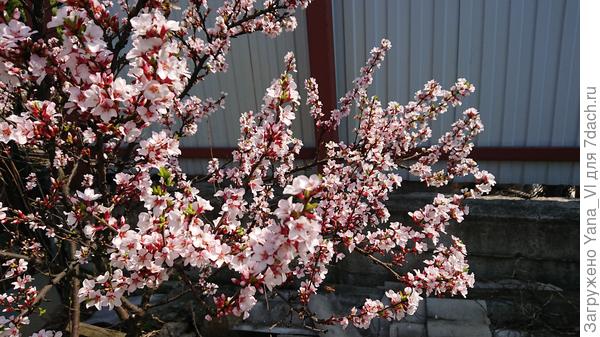 Вот войлочной вишне любая зима нипочём! Неубиваемое растение :)