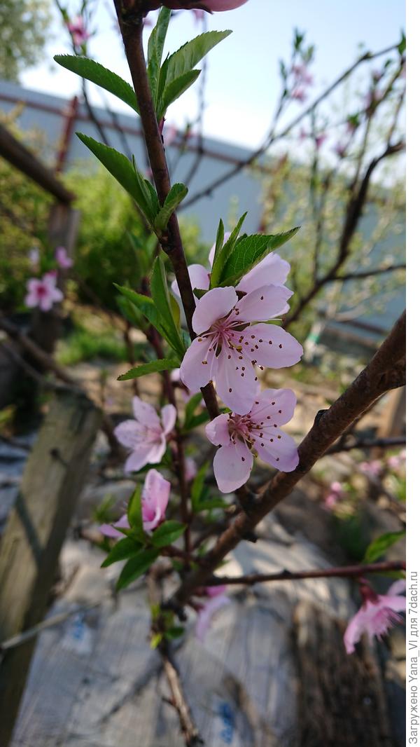 И персик - мой красавчик! :)