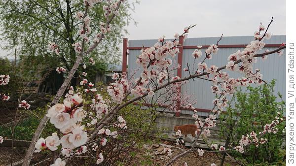 Следом абрикос (один! второй не перенёс этой зимы :( )